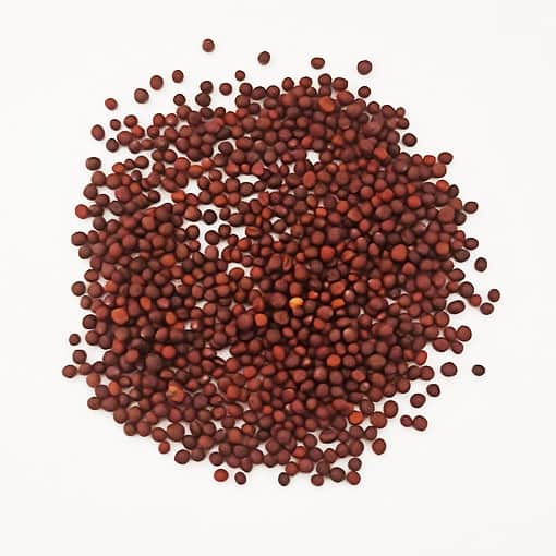 Brassica rapa - Turnip/Shalgam-TheWholesalerCo-exports-bulk-Indian-pure-original-jadi-booti-whole-herbs-spices-herbal-powder