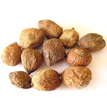 Randia dumetorum - Emetic Nut/Mindol-TheWholesalerCo-exports-Indian-pure-jadi-booti-herbs-spices-powder-oil-extracts