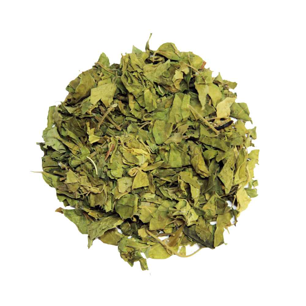 Gymnema sylvestre - Gurmar-TheWholesalerCo-exports-Indian-pure-jadi-booti-herbs-spices-powder-oil-extracts