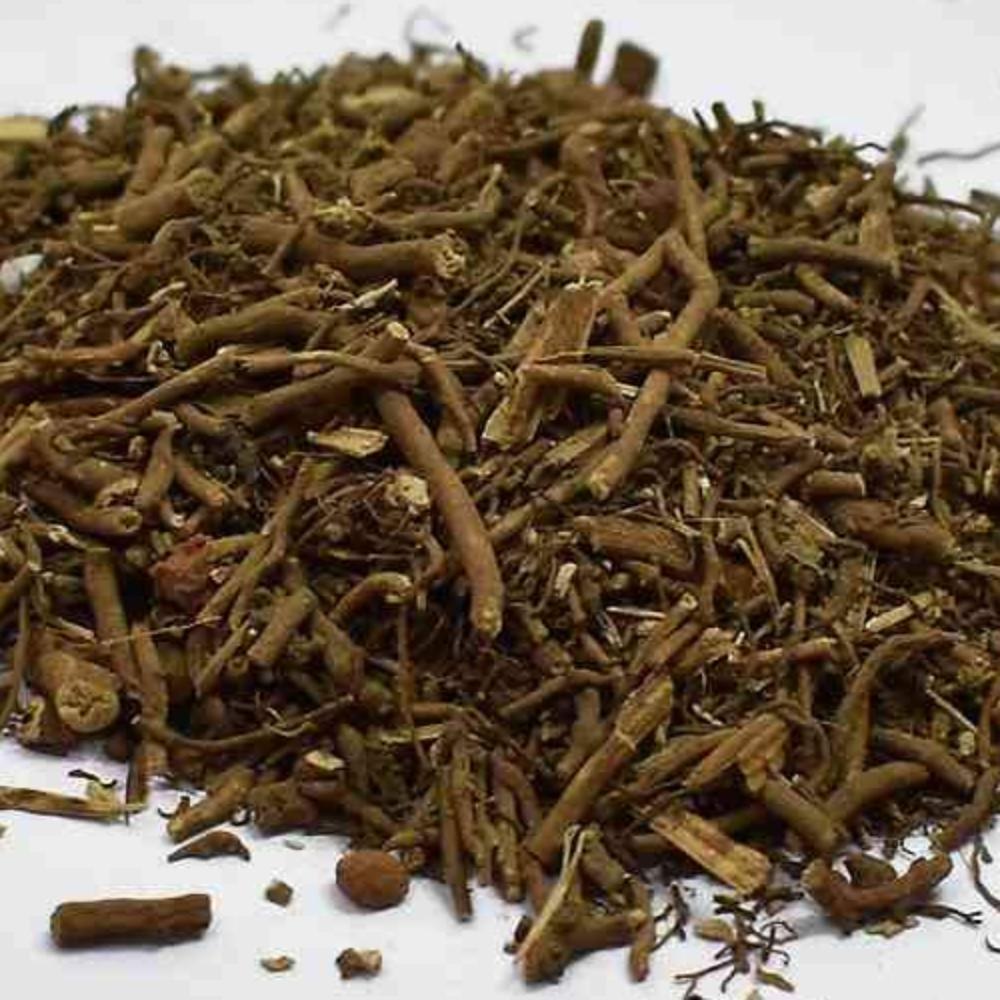 Plumbago indica - Chitrak - TheWholesalerCo