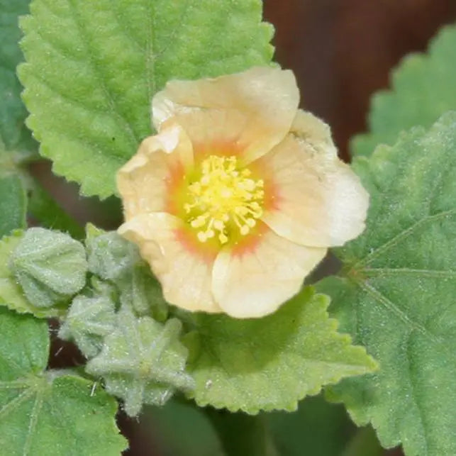 Bala Root Extract - Sida cordifolia Product vendor