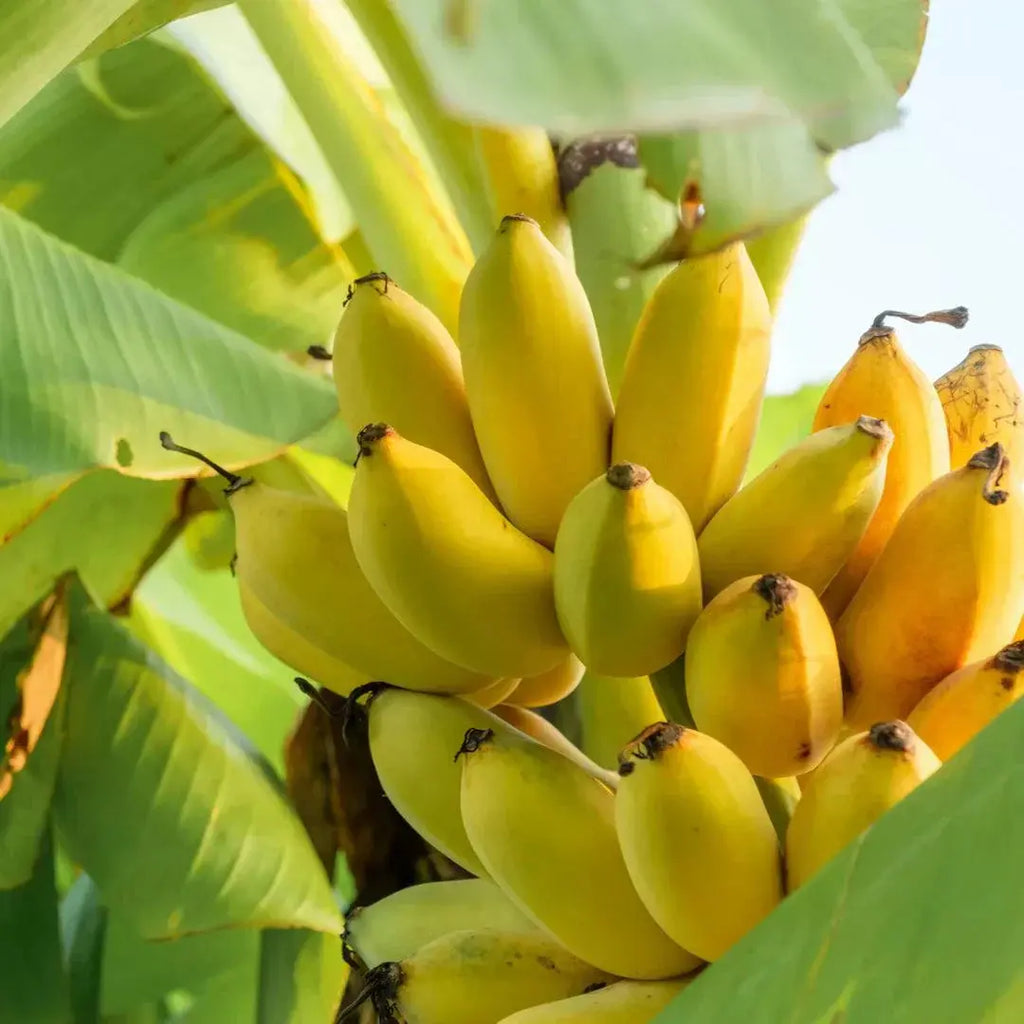 Banana Fruit Liquid Extract - Musa Product vendor