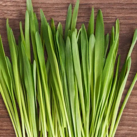 Barley Grass Extract - Hordeum vulgare Product vendor