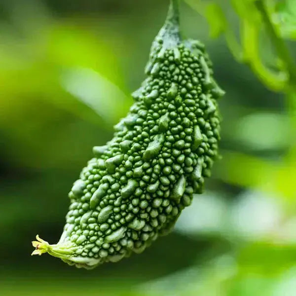 Bitter Gourd (Karela) Liquid Extract - Momordica charantia Product vendor