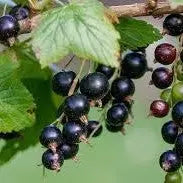 Black Currant Fruit Extract - Ribes nigrum Product vendor