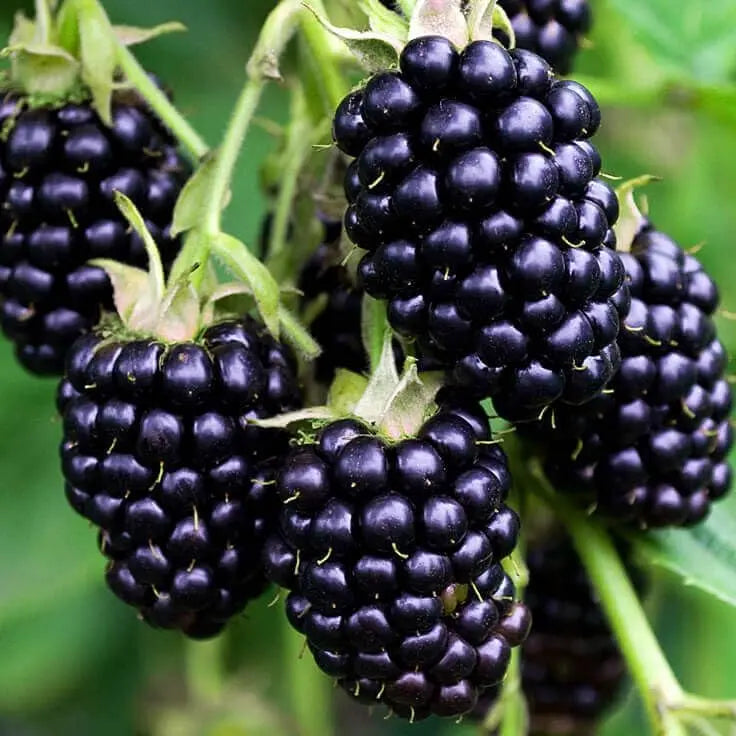 Blackberry Fruit Extract - Rubus fruticosus Product vendor