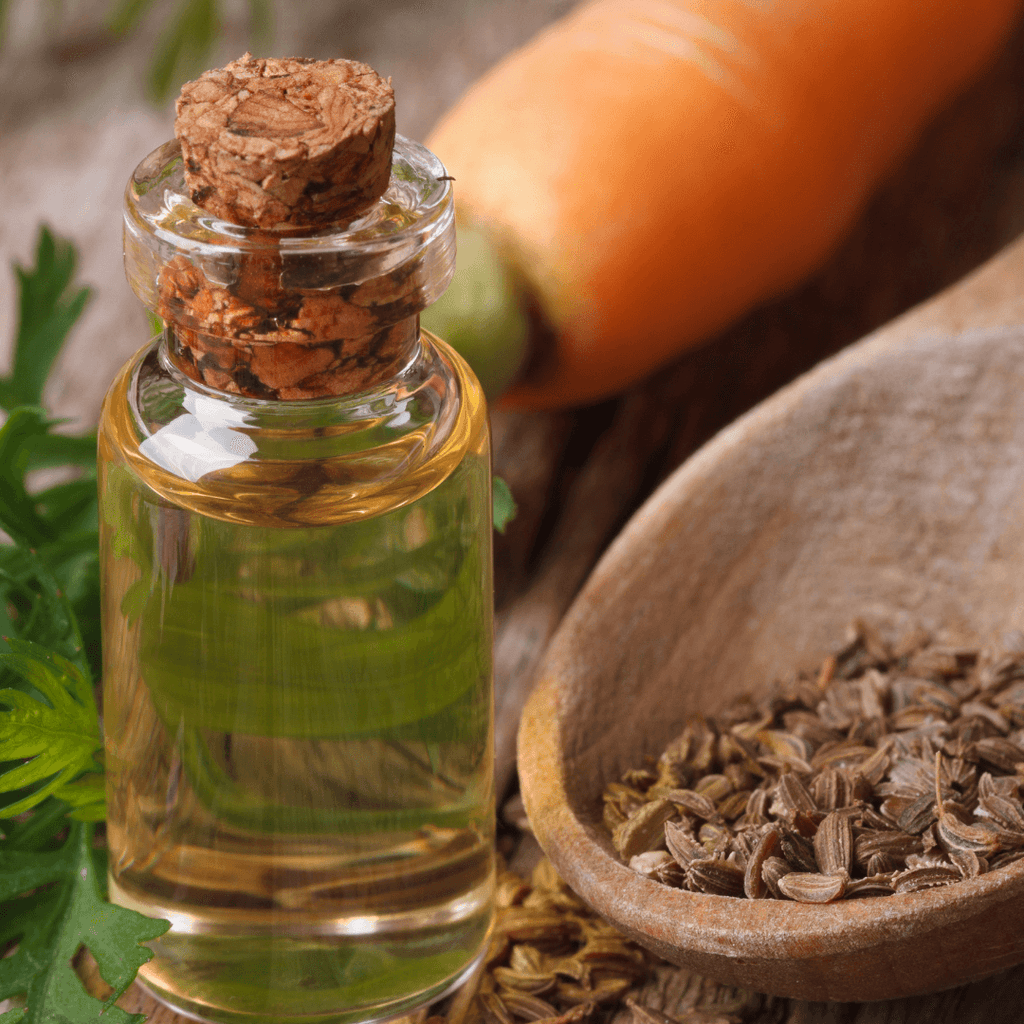 Carrot Seed Oil - Daucus carota - Essential Oil@WholesalerCo