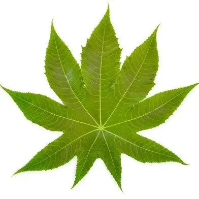 Castor Leaf Extract - Ricinus Communis Linn Product vendor