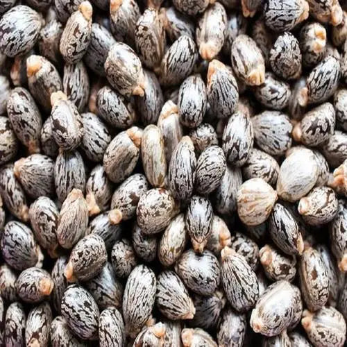 Castor Seed Extract - Ricinus Communis Linn Product vendor