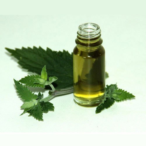 Catnip Oil - Nepeta cataria - Essential oil@WholesalerCo