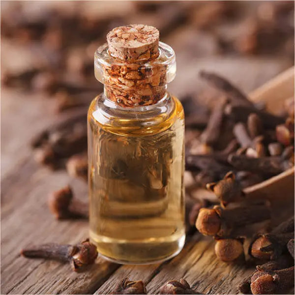 Clove Bud Oil - Syzygium aromaticum Product vendor
