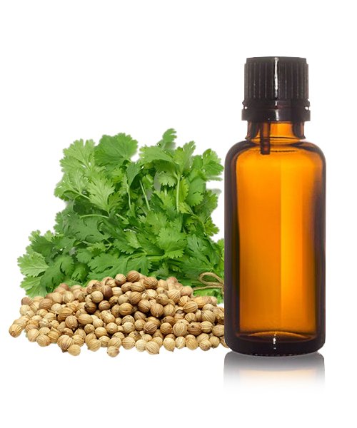 Coriander Oil - Coriandrum sativum - Essential oil@WholesalerCo