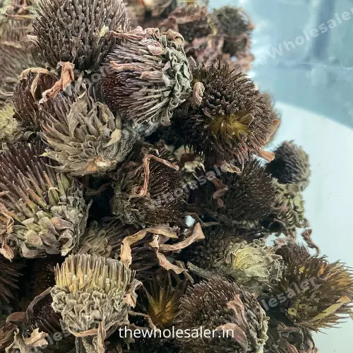 Echinacea Flower Extract - Echinacea purpurea Product vendor