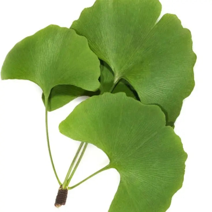 Ginkgo Biloba Leaf Extract Product vendor