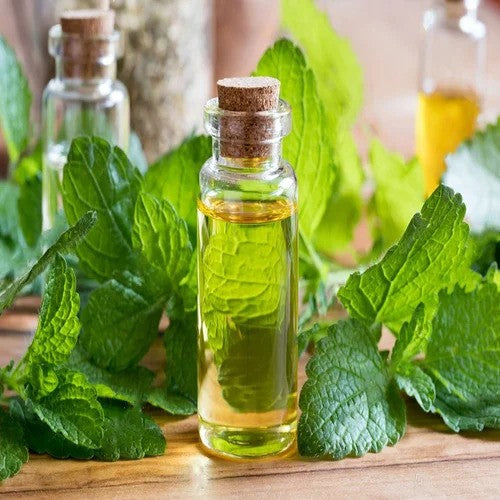 Lemon Balm Oil - Melissa officinalis- Essential oil@TheWholesalerCo