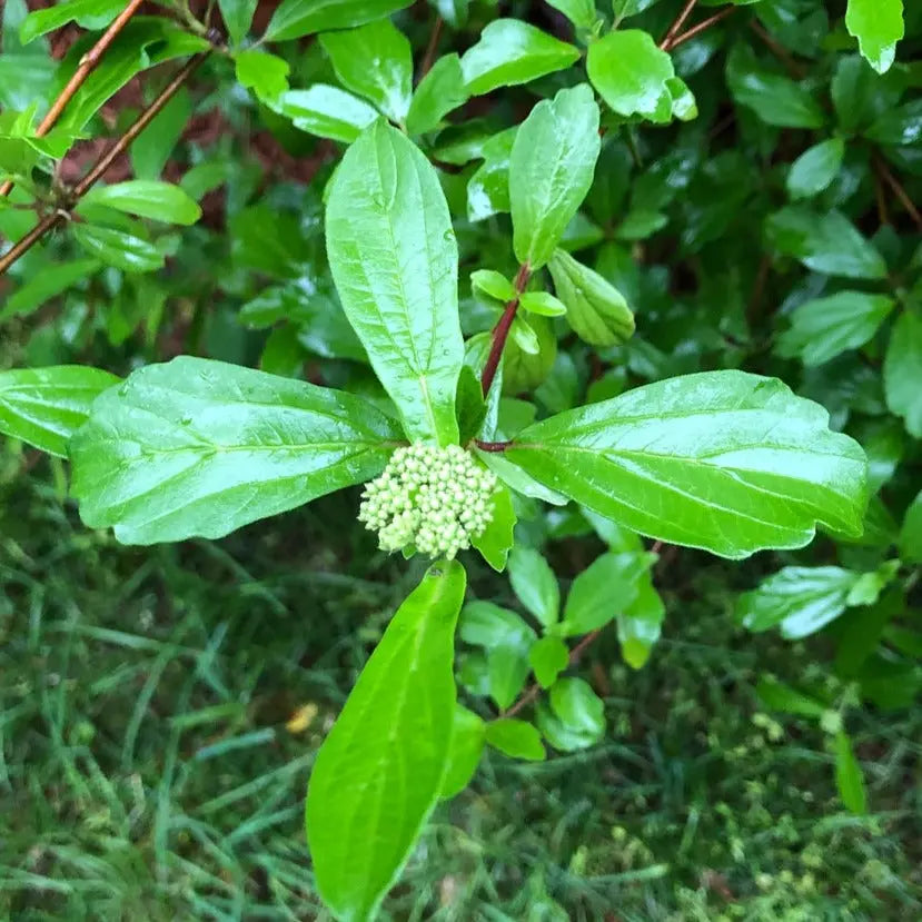Narvela Liquid Extract - Viburnum Foetidum Product vendor