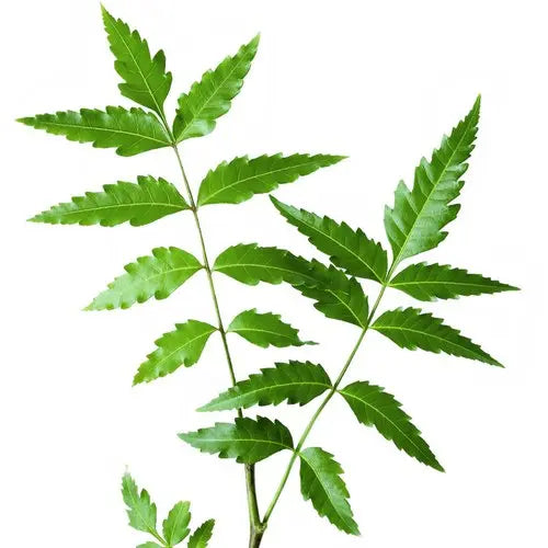 Neem Leaves Extract - Azadirachta Indica Product vendor