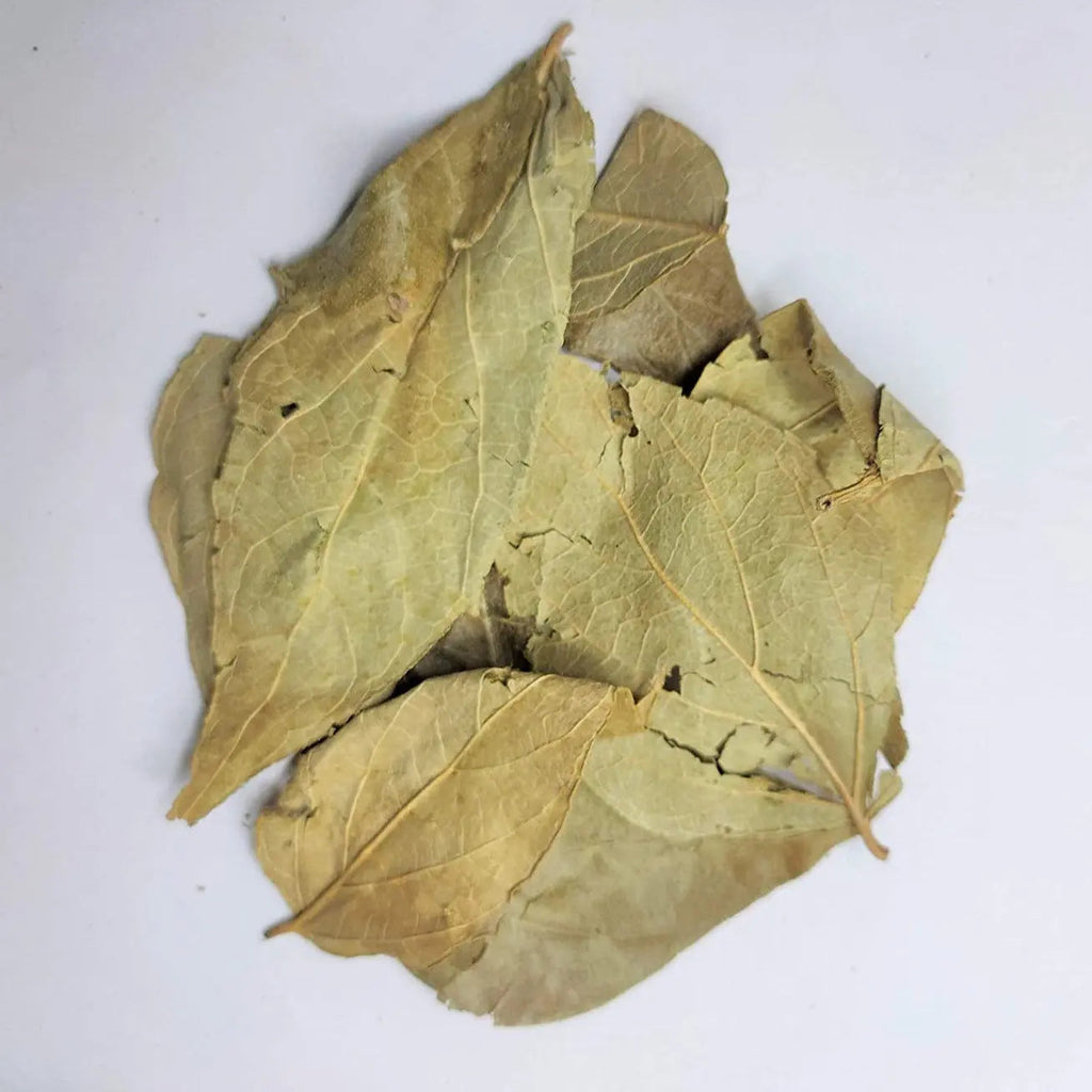 Parijat Leaf Liquid Extract - Nyctanthes Arbor-Tristis Product vendor