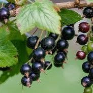 Black Currant Fruit Extract - Ribes nigrum