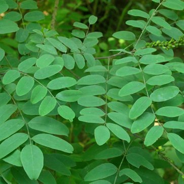 Indigo Leaves - Neel Patti - Indigofera tinctoria | TheWholesalerCo