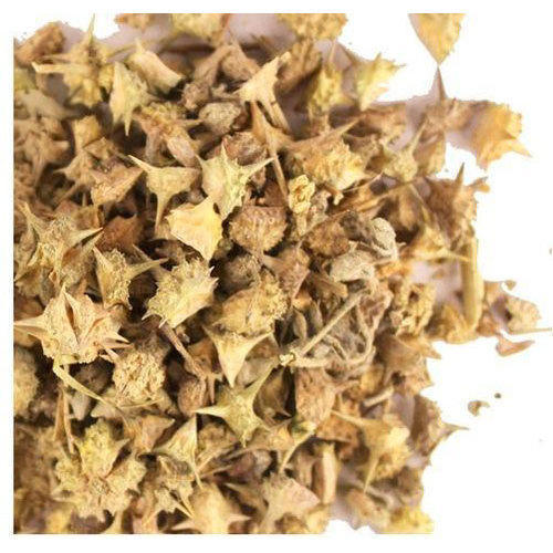 Gokhru Chota - Gokshura - Tribulus Terrestris Seeds - Small Caltrops | TheWholesaler Seeds | TheWholesaler