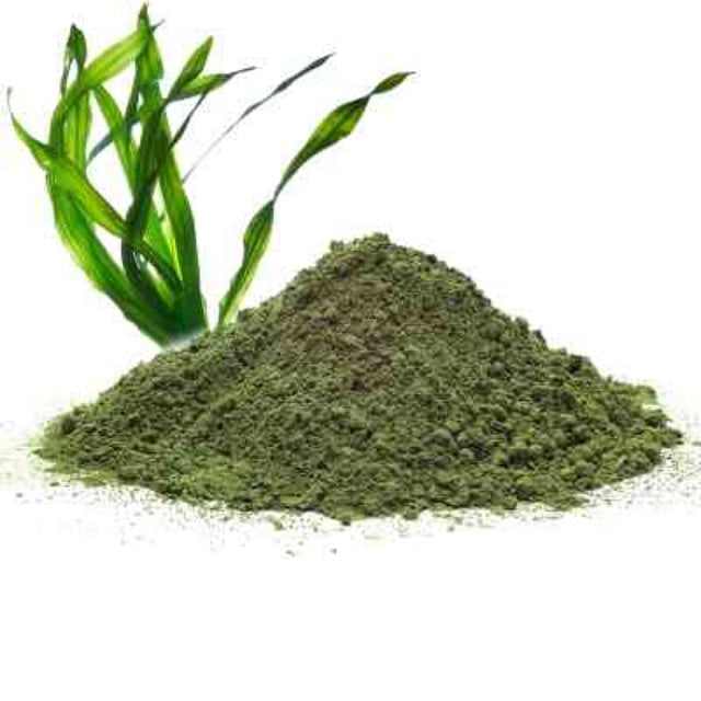 Lettuce Powder - Lactuca sativa |